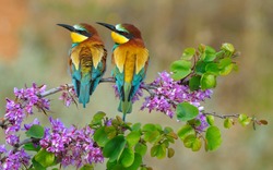 Pair of European Bee-Eater sitting on a branch