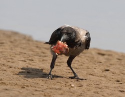 Hooded crow happily eats fresh meat, standing on the sand near the river bank, close-up.