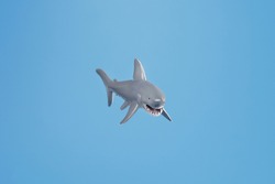 Toothy shark toy on a blue background with free space. Isolate concept