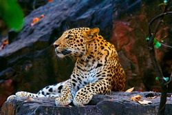 Indian Leopard, Panthera pardus fusca, Ranthambhore Tiger Reserve, Rajasthan