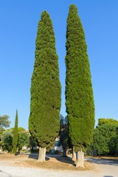 Cupressus sempervirens, common cypress tree