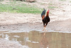 Rooster afraid of the water