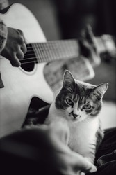 Beautiful noble cat sits on girl's lap and listens to melody. Teenage girl plays guitar for cat. Lifestyle. Real scene.