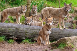 Family pack of five red wolves standing or sitting around a fallen tree, all looking toward the lens making a family portrait .The wolves in front are in focus, the wolves further behind softer focus
