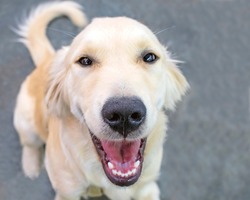 Close high angled fun photo of Golden retriever dog looking up at the lens with his mouth wide open in a happy smile. Some distortion with the angle so nose is close in focus and face and body softer
