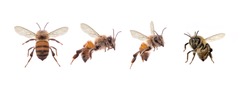 
picture of bees on white background, bee on backs flying and other details, macro photography of insects