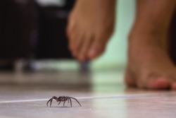 common house spider on a smooth tile floor seen from ground level in a floor in a residential home