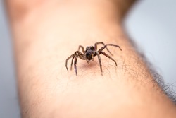 brown spider, poisonous arachnid walking on the furniture of a house. Risk concept, danger indoors, arachnophobia.