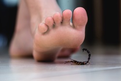 Foot stepping on a scorpion, poisonous animal care. Scorpion epidemic indoors. Scorpion sting concept.