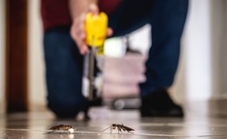 person killing cockroach with poison spray, cockroach on dirty floor indoors, need for detection