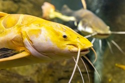 South America. The redtail catfish, Phractocephalus hemioliopterus, is a pimelodid (long-whiskered) catfish. Bright yellow fish in a clean river. Animals in the wild. The close-up.