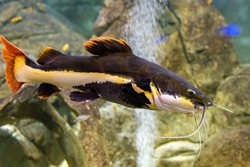 Large colorful fish in the Kazan Aquarium. Tourist places of Kazan. The redtail catfish, Phractocephalus hemioliopterus, is a pimelodid (long-whiskered) catfish. The close-up.
