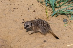 The sly meerkat is up to something, looks with interest and sneaks towards the target along the sand.