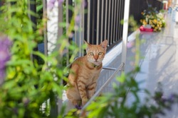 A cute red ginger cat sitting on a balcony near blooming flower beds and flowerpots on white tiles on a sunny summer day.