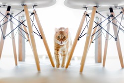 A red cat runs between the legs of the chair. White chair with wooden legs