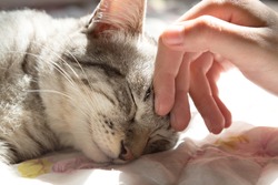 woman hand petting a cat head in the morning with warm sunlight, love to animals