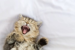 sleepy persian kitty cat yawning and laying down on white blanket. copy space and selective focus.