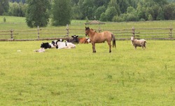 Domestic Rural mammals are grazed on the green field in summer day behind a wooden fence. Horse, cow, sheep, foal

