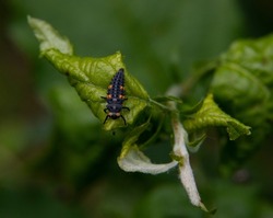 Little bug - ladybug larva. High quality photo