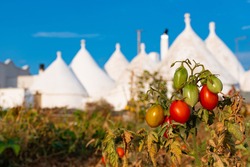 Group of beautiful white Trulli, traditional old houses in Puglia, Italy, with market garden and fresh tomatoes