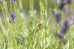 Yellow and black Orb Spider, Orb Web Spider, Orb-Weaver Spider or Wasp Spider, Argiope bruennichi, Lavender Flowers, close up with fly