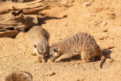 Couple of meerkats, suricata suricatta or suricates, small mongoose in southern Africa in their natural habitat digging a hole, close up