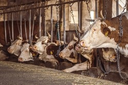 Intensive breeding of cows in a row exploited for milk production confined to a barn on a farm, many cows tied with chains. Intensive animal farming or industrial livestock production, factory farming