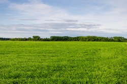 Field on a background of the blue sky with clouds