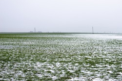 Snow-covered crops of winter wheat, grass under the snow. Warm winter threatens wheat harvest
