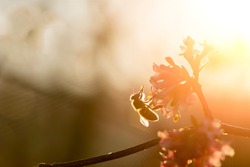 Honey bee pollinating  pink tree blossom with warm sunlight on a spring afternoon.
