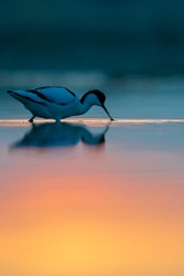 An adult Pied Avocet (Recurvirostra avosetta) standing in the shallow still water and eating, back lit with nice warm light and orange, red and blue colors during a summer sunset in the wetland.