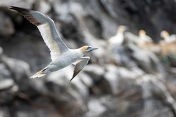 Northern gannet (Morus bassanus) flying in front of the steep cliffs, where the seabirds are nesting during the breeding season. Wildlife photography, travel and tourism destination. 