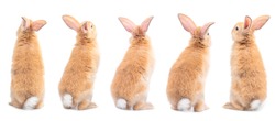Many variety action of orange-brown cute baby rabbit standing, backside isolated on white background. Lovely five action of young rabbits.