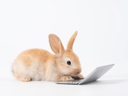 Baby brown rabbit with laptop on whitebackground. Lovely baby rabbit looking and working with notebook.