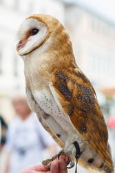 Beautiful motley, owl close-up. Tyto alba. Night Hunter. Vertical.