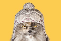 funny British cat in a hat on an isolated background in winter is warm from the cold