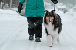 Collie Dog Taking a Walk with Human in the Snow in Quebec Canada