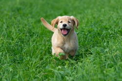 Little Golden Retriever puppy running through the green, long grass and having fun. 