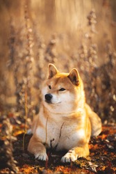 Profile portrait of a beautiful red dog breed Shiba inu lying in the field at golden sunset. Beautiful japanese shiba inu female