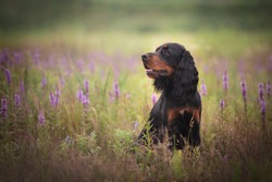 Profile portrait of gorgeous Black and tan setter gordon dog sitting in the violet flowers field in summer