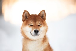 Close-up Portrait of Beautiful Red Shiba Inu puppy with eyes closed on snow background. Lovely young shiba inu dog