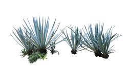 Agave plant isolated on white background.This has clipping path.