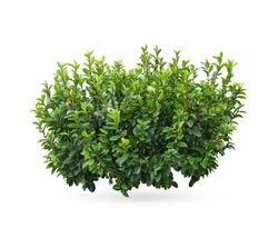 Tropical plant flower bush shrub 
 green tree isolated on white background with clipping path
