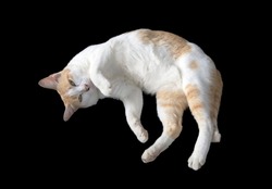 Pets cat on black background with clipping path.