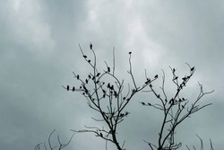 A silhouette of a dry tree with many birds perched in the dark sky.
