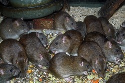 Brown or Norway Rat (Rattus norvegicus)
