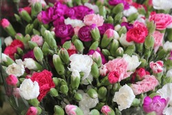 A colorful small carnation flowers