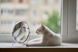 Cat looks in the mirror