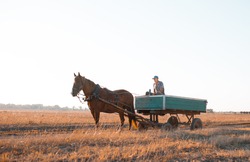 Rural man riding a cart on a summer day, old agricultural transport
