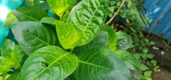 Leaves of yellow vein eranthemum is an evergreen shrub notable for its unusual green veined creamy yellow foliage.